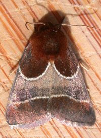 Chocolate Flower Moth Chocolate Flower Moth